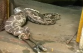 Insatiable Giant Python Regurgitates Enormous Calf After ɡгeedу Feast