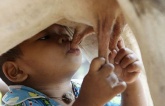 You may not know: The 18-month-old boy abandoned by his mother was adopted by a “maternal cow”, every day he was directly breastfed by “mother cow”, surprising everyone.