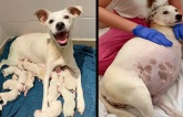 This 9 Weeks Pregnant Mama was Abandoned In Front Of Our Shelter and Gave Birth To this 14 Cute Puppies