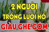 Ai thuộc 2 tuổi này trồng cây lưỡi hổ như ' Cá Chép hóa Rồng': Kinh doanh đắc tài, chẳng thiếu tiền xài