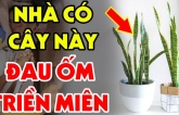 Tuổi này đại kỵ với cây Lưỡi Hổ: Trồng 1 cây cũng đủ tổn phúc, tiền của không cánh mà bay