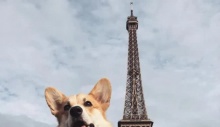 Chú chó Corgi số hưởng, 4 tuổi đã cùng chủ nhân du lịch khắp nơi: Đi từ Nam ra Bắc, sang cả châu Âu
