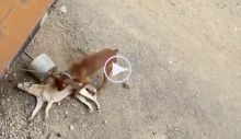 Video: Chó nâu cố lay bạn dậy trong tuyệt vọng, diễn biến tiếp theo cười chảy nước mắt