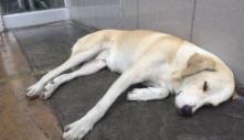 Chú chó kiên quyết đợi ở cửa bệnh viện nhiều ngày nhưng không hay biết chủ đã ‘đi xa’ không bao giờ trở lại