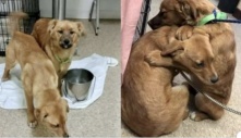 Bị chủ bỏ rơi ở bãi rác, gia đình chó vỡ òa khi được giúp đỡ: Hạnh phúc ôm lấy nhau không rời