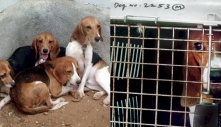 Nỗi buồn của 156 chú chó thí nghiệm lần đầu tiên được nhìn thấy ánh sáng mặt trời