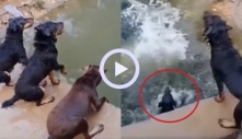 Video: Chó cưng phấn khích đua nhau nhảy cầu để tắm mát