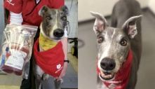 'Chú chó anh hùng': Hiến máu suốt 6 năm cứu sống được 88 boss khác