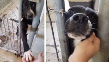 Chú chó bị bỏ rơi đòi ‘bắt tay’ với bất kỳ ai ngang qua chuồng: Mong muốn chỉ là một chút tình cảm từ con người
