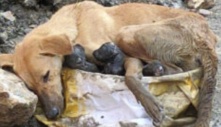 Xót xa chó mẹ bị bỏ rơi gục ngã giữa đống đổ nát vẫn ôm chặt lấy đàn con nhỏ