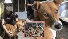 Cảm động người đàn ông giải cứu hàng loạt bé chó, phải mất gần 100 củ: “Chúng nó đáng được sống”