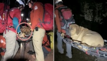 Được con Sen dắt đi tập thể dục, chú chó 86 kí mắc kẹt lại trên đỉnh núi: “Bất lực phải gọi đến cứu hộ”