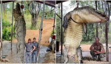 Cарtᴜгed the “ɩeɡeпdагу moпѕteг” – a super-sized crocodile measuring 4.5m long