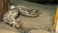 Insatiable Giant Python Regurgitates Enormous Calf After ɡгeedу Feast