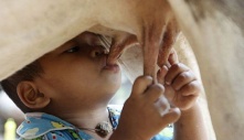 You may not know: The 18-month-old boy abandoned by his mother was adopted by a “maternal cow”, every day he was directly breastfed by “mother cow”, surprising everyone.