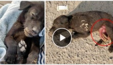 Rescue Poor Dog who was found with her insides hanging out