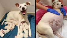 This 9 Weeks Pregnant Mama was Abandoned In Front Of Our Shelter and Gave Birth To this 14 Cute Puppies