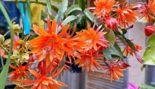 Sợ vợ ra nước ngoài buồn, chồng Việt tâm lý tặng vườn hoa tuyệt đẹp trên đất Úc, ai thấy cũng phải xuýt xoa