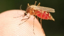 Cảnh báo về sốt rét tại Florida và Texas