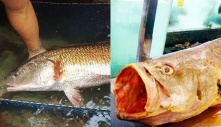 Choáng váng trước loài cá hiếm nhất Việt Nam: Giá 1 con bằng cả căn chung cư, được đại gia săn lùng