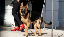 Chó cưng của ông Biden bị đưa khỏi Nhà Trắng vì cắn mật vụ