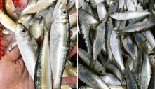 Chợ Việt có loại cá giàu canxi hơn sữa, omega-3 không thua cá hồi, giá lại rất rẻ