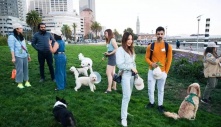 Người San Francisco ngán ngẩm vì bị chó làm phiền ở nơi công cộng