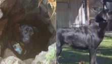 Chú chó sống sót kỳ diệu dưới hố sâu sau 2 tháng mất tích