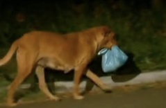 Cảm động chú chó đi 6km mỗi đêm suốt 3 năm để xin thức ăn cho gia đình