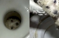 Nghe tiếng kêu gào thảm thiết, người chủ hoảng hốt khi phát hiện chú chó nhỏ bị mắc kẹt dưới toilet