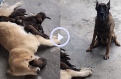 Video: Chó mẹ bất lực khi đàn con bám theo nhận Gâu đần làm mẹ