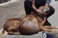 Chú chó đáng thương mang khối u 21kg nằm chờ chết được trao cơ hội sống lần thứ 2