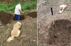 Nhói lòng khoảnh khắc chú chó nằm nhìn người chủ đào huyệt mộ cho mình