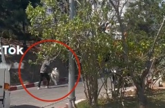 Dân mạng phẫn nộ khi 2 chú chó ở Đà Lạt bị chủ bạo hành chỉ vì trưa nắng không chịu chụp ảnh với khách?