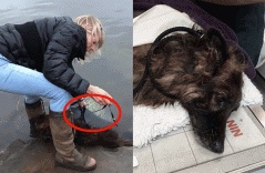 Bị chủ nhân buộc đá vào chân thả xuống sông, chú chó tội nghiệp vật lộn cố ngoi lên mặt nước để giữ mạng sống