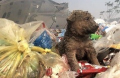 Chó nhỏ bị bỏ rơi bơ vơ giữa bãi rác, cố gắng tìm kiếm thứ ăn bẩn thỉu để tồn tại qua ngày