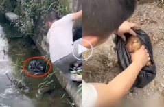 Video: Vớt túi ni lông ở dưới mương nước lên thì phát hiện chú chó nhỏ bên trong