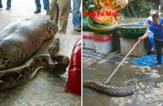 Giant python eats 8 puppies, vomits 3
