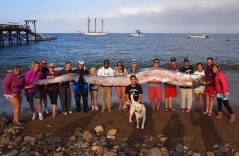 Incredible! Found the world’s longest fish washed up on the coast in Southern California