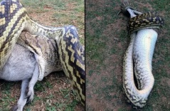 The giant python swallows the pony before the mother's helplessness (Video)