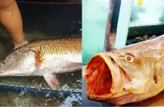 Choáng váng trước loài cá hiếm nhất Việt Nam: Giá 1 con bằng cả căn chung cư, được đại gia săn lùng