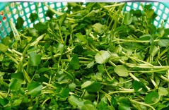 Loại rau ngừa K tốt nhất thế giới: Việt Nam bán đầy ngoài chợ, giá rẻ bèo nấu món gì cũng ngon