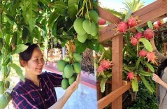 Vợ đảm ở Mỹ khoe vườn 450m2 ngập tràn hoa trái giống Việt, tiết lộ bí quyết 'vàng' để cây đạt năng suất, quả trĩu trịt quanh năm