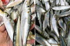 Chợ Việt có loại cá giàu canxi hơn sữa, omega-3 không thua cá hồi, giá lại rất rẻ Chợ Việt có loại cá giàu canxi hơn sữa, omega-3 không thua cá hồi, giá lại rất rẻ