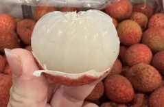 800.000 đồng một kg vải thiều Australia về Việt Nam