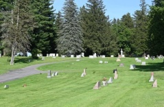 Đàn ong hơn 5,6 triệu con bên dưới nghĩa trang New York