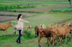 Thu nhập mỗi tháng 5.000 USD ở Mỹ, Việt Kiều vẫn quyết bỏ về Việt Nam chăn....bò