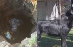 Chú chó sống sót kỳ diệu dưới hố sâu sau 2 tháng mất tích