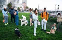 Người San Francisco ngán ngẩm vì bị chó làm phiền ở nơi công cộng