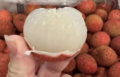 800.000 đồng một kg vải thiều Australia về Việt Nam